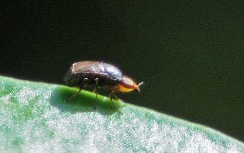 Réf. 213 674 : Camarota curvipennis
